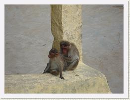 DSC06545 * Monkeys at Shivana Samudra Falls * 3072 x 2304 * (2.81MB)